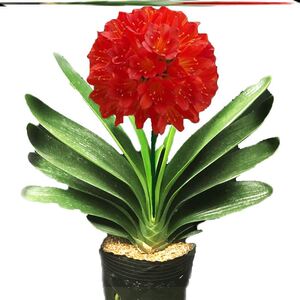 红运当头大盆景真花兰花四季君子兰盆栽花卉n带花苞室内花老苗专