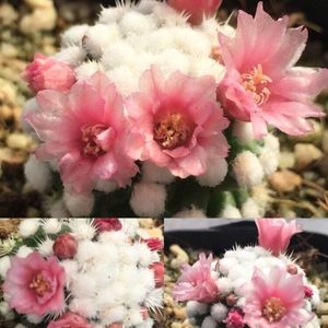 明日香姬仙人球