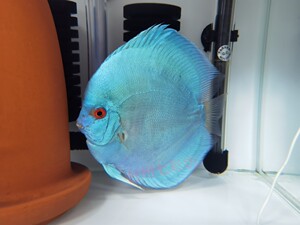 七彩神仙鱼蓝钻