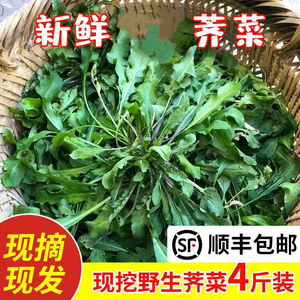 新鲜荠菜蔬菜现挖野生野菜香荠荠菜野菜馄饨饺子馅食材顺丰包邮