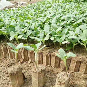 育苗纸钵营养袋营养钵蜂窝状纸筒装e土秧苗盘苗床育苗盘可降解纸