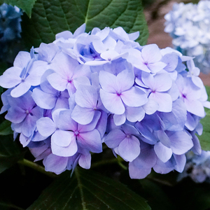 新式花卉阳球花苗庭盆非常容易b不含盆无尽夏p室内绣台花院栽易活