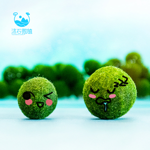 marimo海藻球微景观diy球藻君室内盆栽绿植趣味创意水培生态球
