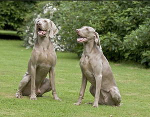 00宠爱天下官方旗舰店天猫宠爱天下 纯种威玛犬幼犬活体德国威玛