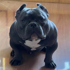 美国纯黑色恶霸幼犬活体纯种腊肠巴哥中型犬双血统家庭宠物犬犬舍