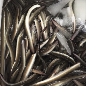 鳗鱼鲜活冷冻日料寿司店专用河鳗新鲜生猛水产淡水白鳝鱼日本烤鳗