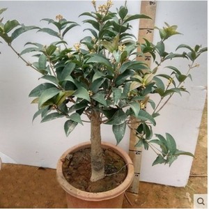 新式盆栽c树苗浓香型花卉金桂四季内室桂外阳台开院庭花盆栽