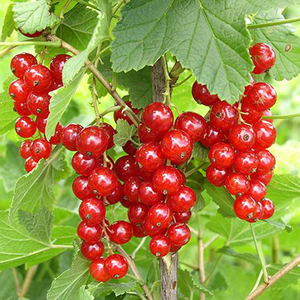 果树苗 红加仑苗 红醋栗苗红加仑树苗南北方盆栽地栽种植当年结果