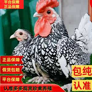 纯种波兰鸡种蛋两色混装观赏鸡种蛋宠物鸡苗可孵化受精种蛋包邮