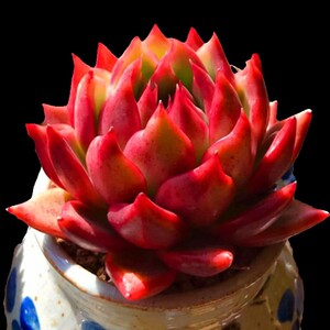 弗兰克多肉一物一拍老p桩群生超大包邮精品多头盆栽含盆带土绿植