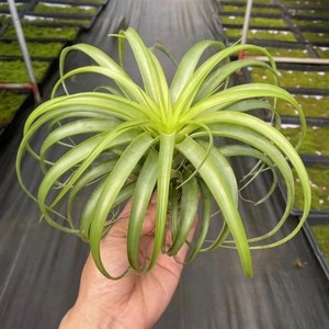 不梨不弃空气凤梨 超级r贝可利 无土植物办公室内花卉盆栽阳台绿