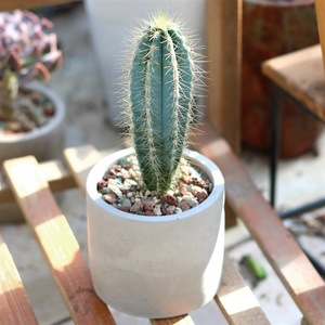 量天尺仙人柱实生