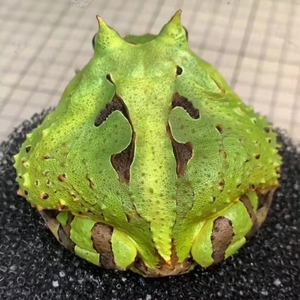 新宠物角蛙绿角观赏蛙南瓜黄金爬宠非洲牛蛙宇治青蛙包邮