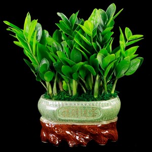 大盆金钱树盆景室内客厅办公室植物摇钱树盆栽乔迁开业送礼绿植