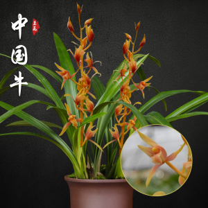 中国牛墨兰兰花苗兰草名贵浓香型花苞室内阳台好养花卉绿植盆栽
