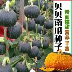 迷你小绿贝贝南瓜种子高产日本进口板栗香甜四季蔬菜苗春秋种籽孑