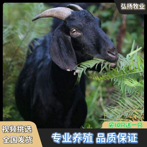 努比亚黑山羊小羊活苗活体黑山羊羊羔种公羊怀孕母羊活羊养殖技术
