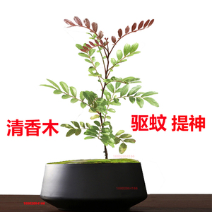 正宗清香木盆栽花卉室内外驱蚊草植物树苗造型盆景九里香绿植庭院