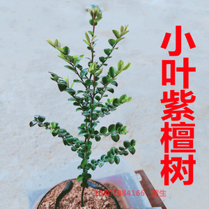 小叶紫檀树苗紫檀盆景常绿植物观叶名贵花卉盆栽四季好养耐寒苗木