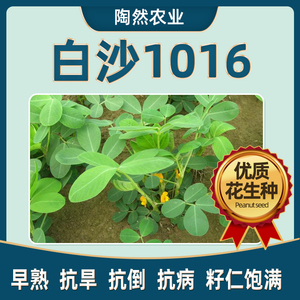 白沙1016种子果籽孑花生种子精选新货饱满果超大号山东旱手工挑选