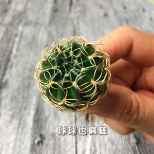 脂粉丸 实生开花 丽花球属 爱品种 花比球大的仙人球 满包邮