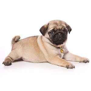 纯种巴哥幼犬八哥犬哈巴狗家养黑脸憨厚型短毛小型犬宠物狗狗活体