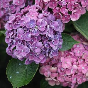 戴安娜王妃绣球