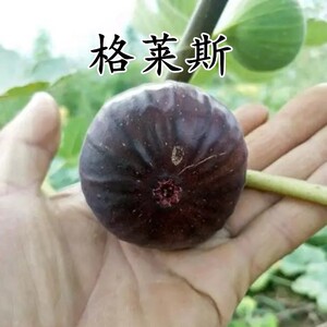 新品种格莱斯无花果水蜜桃无花果树苗盆栽地栽苗四季大苗无花果苗