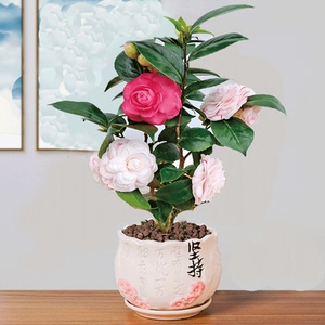 十八学士茶花盆栽四季阳台花卉植物带花苞好养易活室外山茶花树苗
