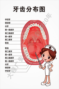 新品装齿分贴图墙贴纸幼儿园早教布纸 牙齿挂图宣传y海报牙饰画