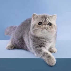 上海/全国连锁/加菲猫幼崽纯种宠物活物活体幼猫蓝猫活猫幼体种猫