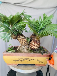 白鳞铁正宗白磷铁树盆景