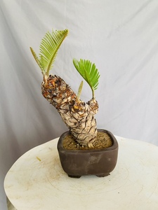 白鳞铁正宗白磷铁树盆景细长细长