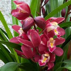 张同学花卉一物一拍大花惠兰红宝石兰花带花苞