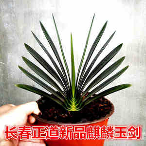 长春正道除甲醛精品君子兰 麒麟玉剑立板麻脸技师油匠 绿植盆栽苗