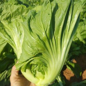 肉包心芥菜种子高产脆嫩包心腌制酸菜宽邦青菜种子秋播蔬菜籽