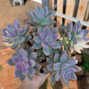 淡雪 幽灵公主韩彩莲多肉植物多头好养悬崖室内防辐射绿植盆栽