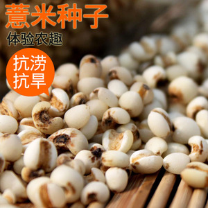 绿宝薏米种子种籽孑耐涝大薏苡仁米易种米药食两用祛湿六谷子春季