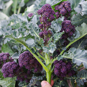 【紫芥兰】紫芥兰品牌,价格 - 阿里巴巴