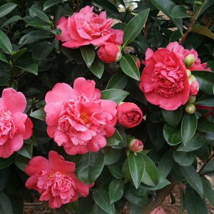 00礼千生活馆淘宝棕榈四季茶花盆栽新品种重瓣型山茶花夏梦系列开花