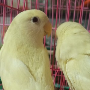 000人付款淘宝日本桃奶油桃牡丹鹦鹉家养就两只.