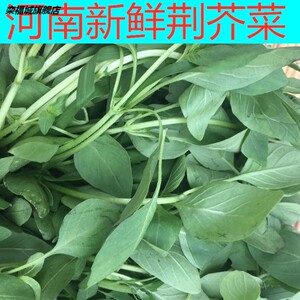 河南特产青菜