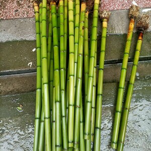 【竹子登】竹子登品牌,价格 - 阿里巴巴