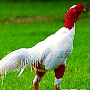 1枚装种蛋斗鸡种蛋受精蛋纯种越南斗鸡种蛋泰国斗鸡种蛋中原斗鸡