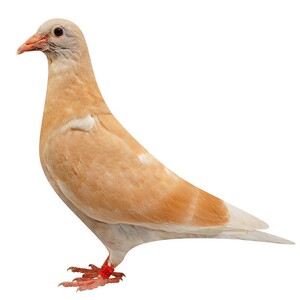 鸽子活体信鸽黄金甲种鸽一对青年鸽种鸽一对肉鸽鸽子蛋种蛋受精蛋