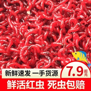 人付款淘宝天津鲜活红虫活饵钓鱼红虫活体超特大鱼饵鱼食10g冻红虫饵