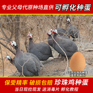 珍珠鸡种蛋受精蛋可孵化土鸡蛋种蛋观赏珍禽鸡正宗几内亚鸟蛋包邮