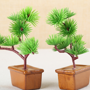 常绿盆栽塔柏宝塔松清明松 松树 松柏柏树蜀桧墓地松盆景素材0人付款