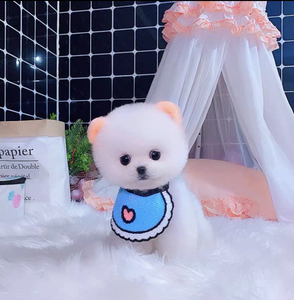 便宜博美纯种俊介网红犬非常漂亮小型犬宠物狗狗玩赏犬茶杯体