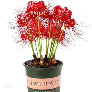 彼岸花盆栽种球绿植曼陀罗曼珠沙华花石蒜花种子带盆室内客厅植物